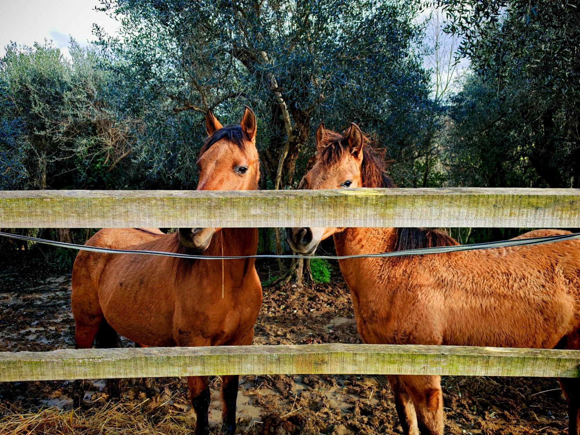 Podere Orzale Agri Hospitality Usigliano Esterno foto